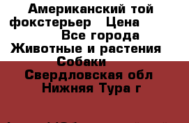 Американский той фокстерьер › Цена ­ 25 000 - Все города Животные и растения » Собаки   . Свердловская обл.,Нижняя Тура г.